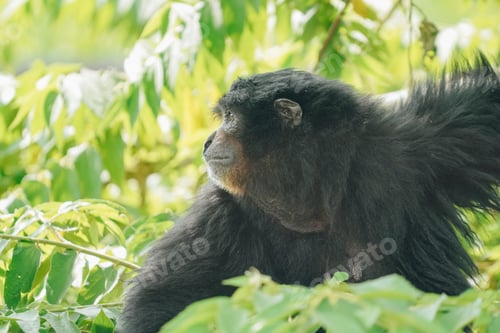 Preview: Siamang or Symphalangus syndactylus, an endangered arboreal, black furred gibbon.