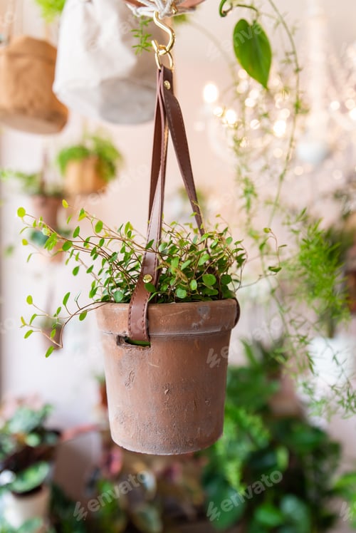 Preview: Pot with plant in a floral shop