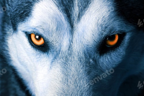 Preview: wolf, eye, head, face, wilderness