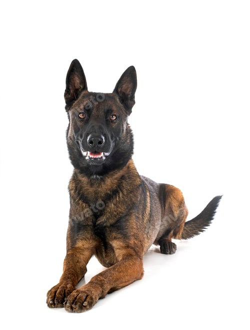 Preview: malinois in studio