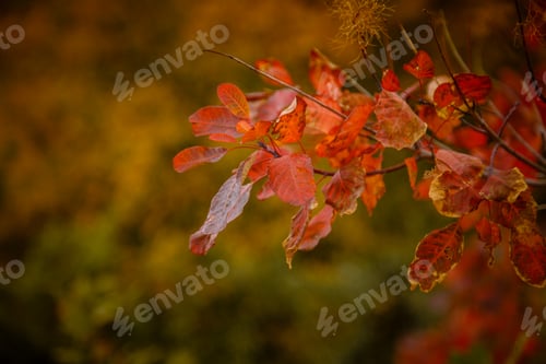 Preview: the Red and Orange Autumn Leaves Background