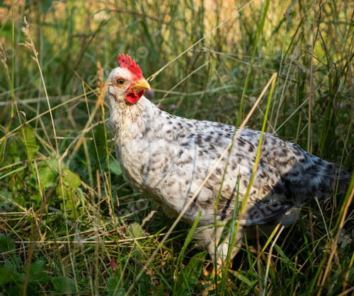 Preview: Gray chicken breeding poultry for organic food consumption