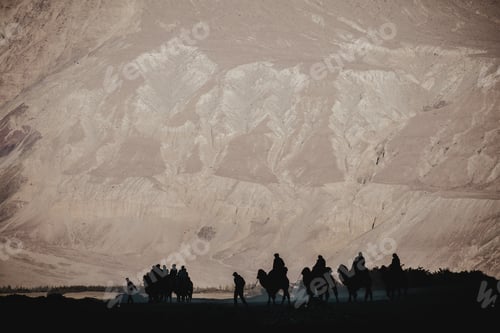 Preview: Silhouette image of camels caravan in the Hunder desert , Nubra valley ,India