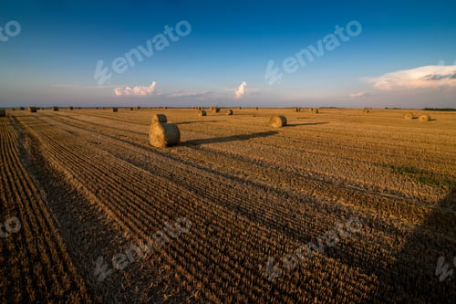 Preview: lines of cut stubble after harvest and hay in bales, top view