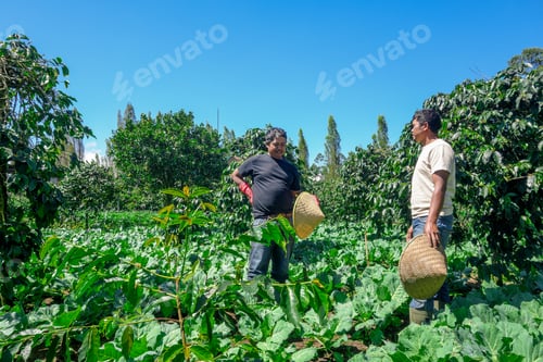 Preview: Two Farmers Inspecting Their Lush Coffee Crop on Beautiful Sunny Day