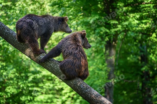 Preview: Two wild Brown Bear on tree in the summer forest. Animal in natural habitat. Wildlife scene