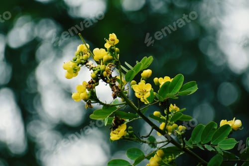 Preview: Yellow flowers on a green branch