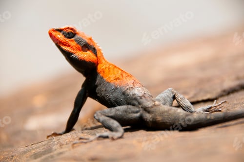 Preview: Agama lizard in the forest