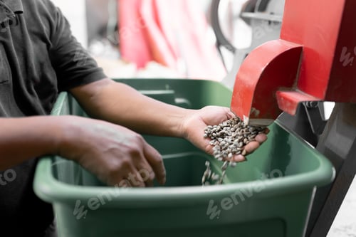 Preview: Hands of an Hispanic farmer is colecting coffee beans from the peeling machine