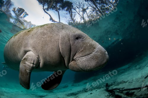 Preview: A serene manatee gliding through clear waters beneath dappled sunlight.