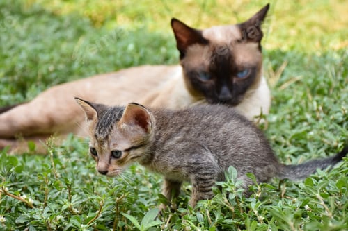 Preview: Cute baby tabby kitten in the grass on a summer day