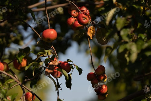 Preview: Red apples on an apple tree
