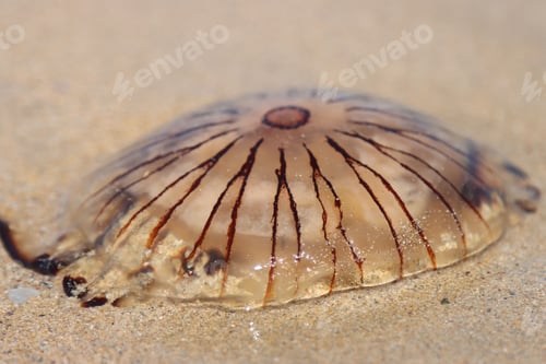 Preview: Closeup shot of a Chrysaora hysoscella animal on the sand under sunlight