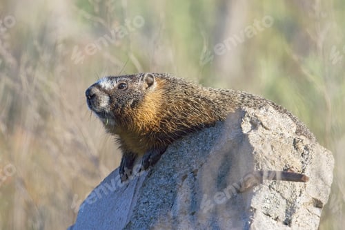 Preview: Hoary Marmot looking around on a rock.