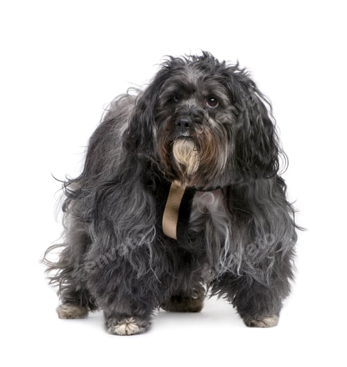 Preview: Tibetan Terrier (6 years)