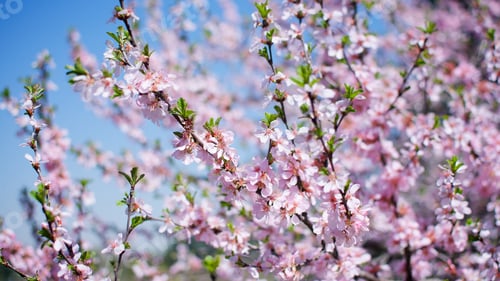 Preview: Light and spring blossoms on a cherry tree