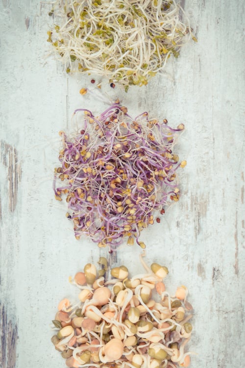 Preview: Nutritious different sprouts as source vitamins and minerals. Healthy nutrition