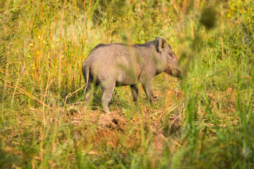 Preview: Wild boar in the forest, India