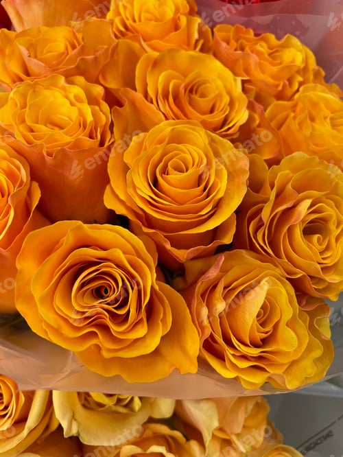 Preview: Roses