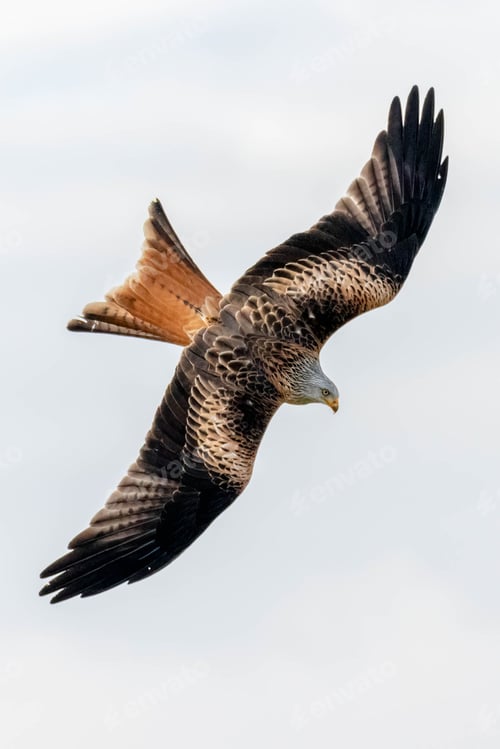 Preview: Red kite (Milvus milvus) flying in the sky