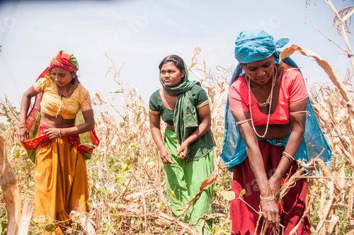 Preview: Indigenous woman harvest corn in corn field, India.