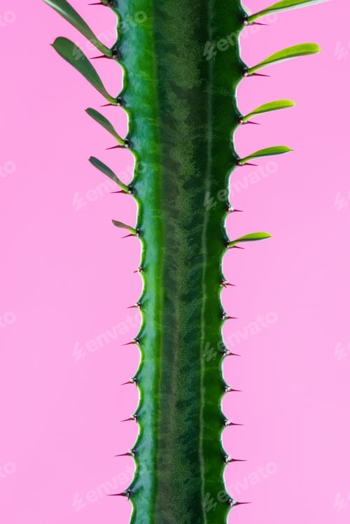 Preview: close-up view of beautiful green succulent plant with thorns and leaves isolated on pink