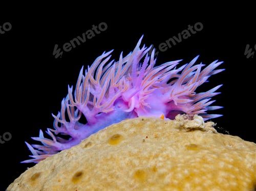 Preview: Mating on a yellow sea sponge