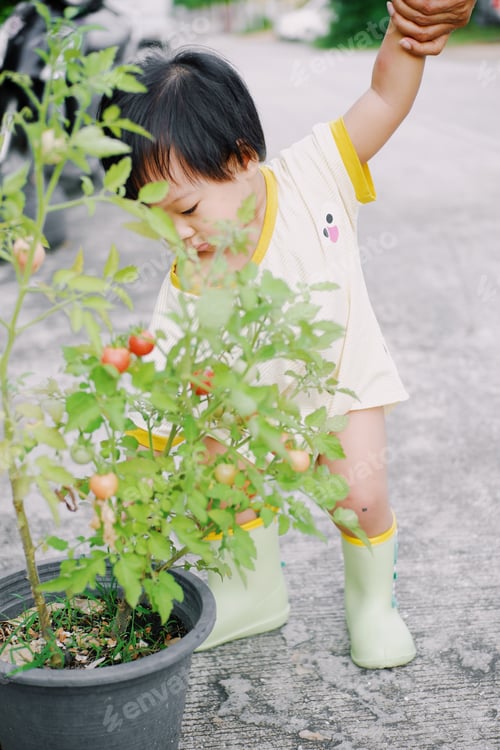 Preview: Tomato picking