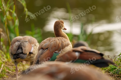 Preview: Shallow focus shot of mallard ducks with blur lake in the background