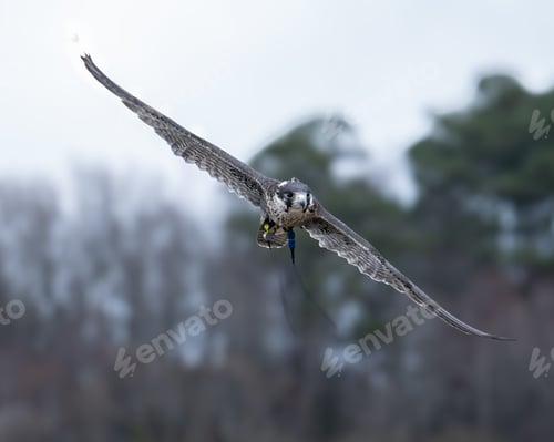 Preview: Majestic peregrine falcon (Falco peregrinus) soars above a meadow