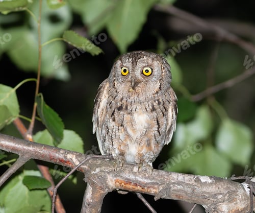 Preview: Parent Scops Owl Feeding Time at Dusk