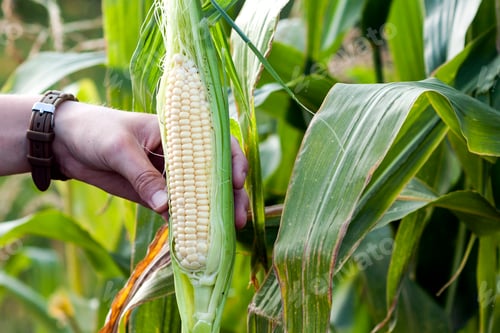 Preview: Hands of farmer woman holding fresh green corn in corn field.
