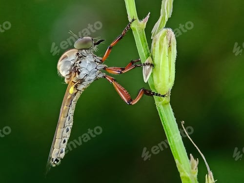 Preview: Robberfly