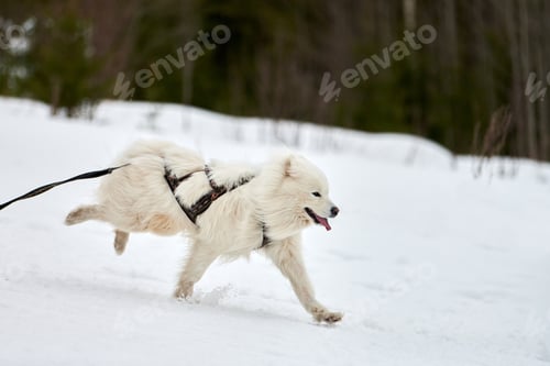 Preview: Running Samoyed dog on sled dog racing