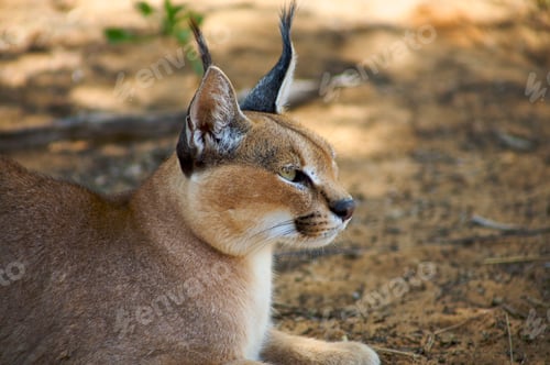 Preview: Caracals