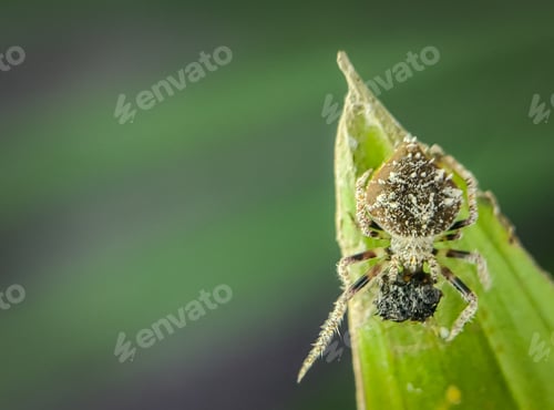 Preview: Gibbaranea bituberculata on a green leaf.