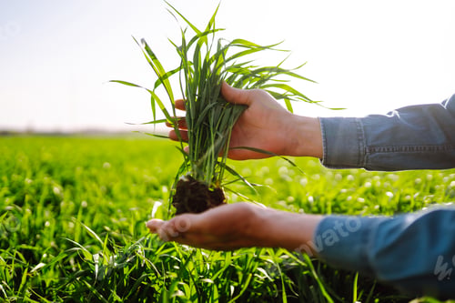 Preview: Young Green wheat seedlings in the hands of a farmer. Checking wheat field progress.