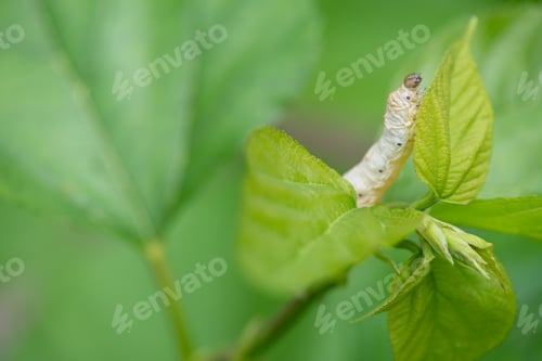 Preview: silkworm