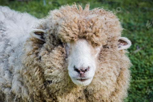 Preview: Woolly sheep