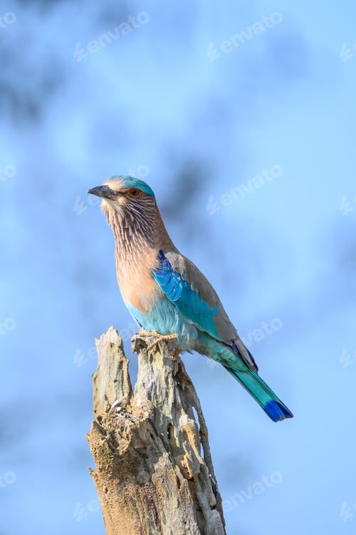 Preview: Bengal roller Bird perched on pole, gazing forward