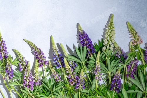 Preview: Lupine flowers. Purple and pink bud.