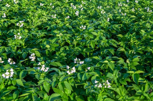 Preview: Potatoes in field. Agriculture