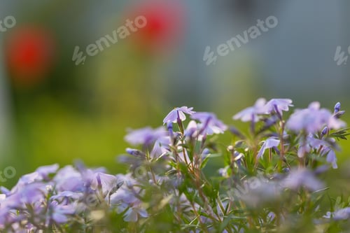 Blumen