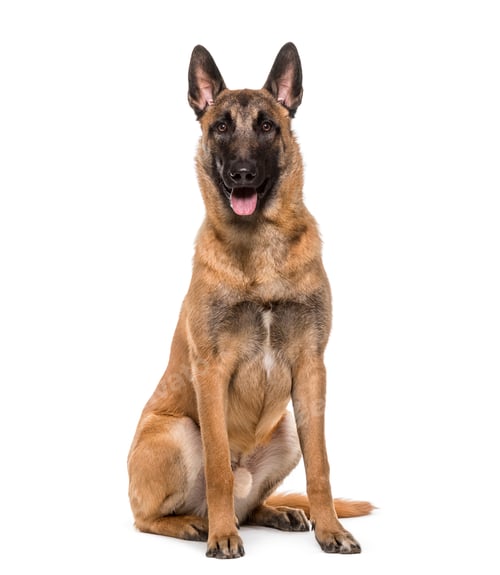 Preview: Malinois dog sitting and panting, cut out