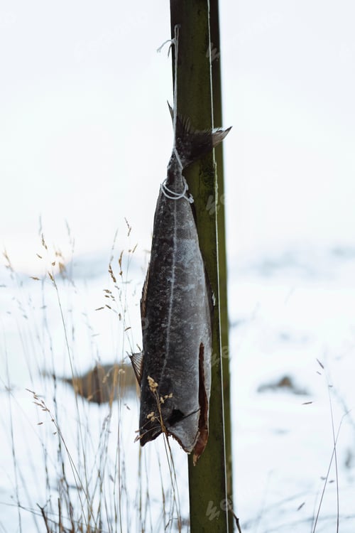 Preview: Cod fish drying on a scaffold in Lofoten, Norway