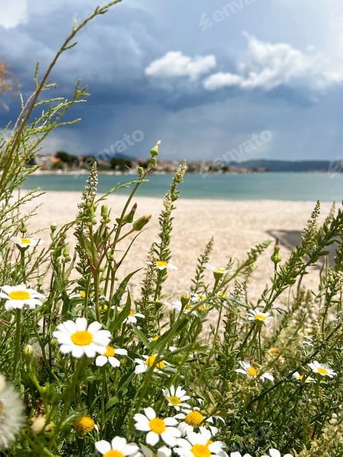 Preview: Sea coast in Croatia with flowers and trees. Summer vacation and travel