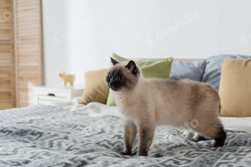 Preview: furry cat standing on soft bed at home