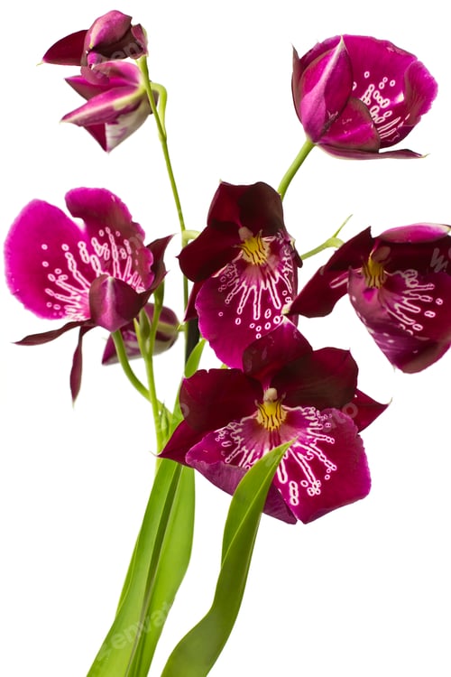 Preview: Exotic Purple Orchid Blossoms Against White Background