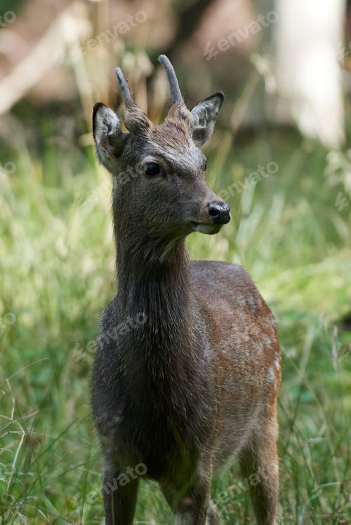 Preview: Sika deer (Cervus nippon)