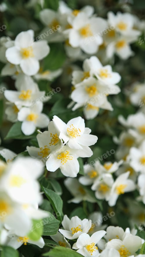 Preview: White-green floral background.